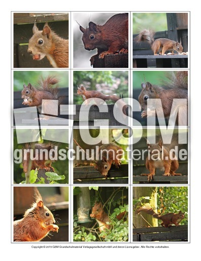 Eichhörnchen-Fotos-Memo-Aufdeckspiel-2.pdf